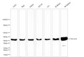 beta actin Polyclonal Antibody – Figure 1 of 6