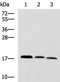 CPLX3 Polyclonal Antibody – Figure 1 of 3