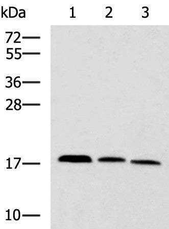 CPLX3 Polyclonal Antibody – Figure 1 of 3