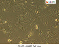 HN117 Cell Line | Applied Biological Materials (abm)