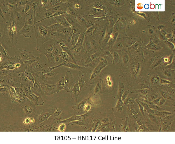 HN117 Cell Line | Applied Biological Materials (abm)