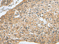 PDCD5 Polyclonal Antibody – Figure 1 of 3