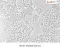 MCJB16 Cell Line | Applied Biological Materials (abm)
