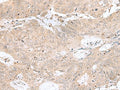 RPL35 Polyclonal Antibody – Figure 1 of 2