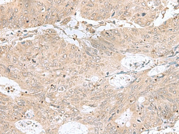 RPL35 Polyclonal Antibody – Figure 1 of 2