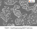 Cas9 Expressing MCF7 Cell Line | Applied Biological Materials (abm)