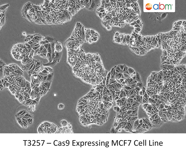Cas9 Expressing MCF7 Cell Line | Applied Biological Materials (abm)