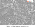 EMT Dual Reporter SW480 Cell Line | Applied Biological Materials (abm)