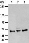 ZBTB5 Polyclonal Antibody – Figure 1 of 3