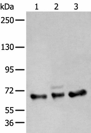 ZBTB5 Polyclonal Antibody – Figure 1 of 3