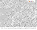 Mouse Cannabinoid Receptor 2 Stably Expressing HEK293 Cell Line (mCB2) | Applied Biological Materials (abm)