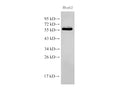 PDCD4 Polyclonal Antibody – Figure 1 of 6