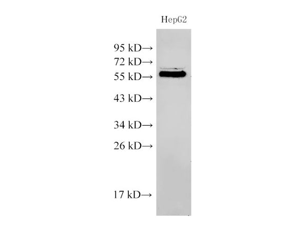 PDCD4 Polyclonal Antibody – Figure 1 of 6