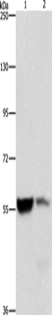 ALDH8A1 Polyclonal Antibody – Figure 1 of 4