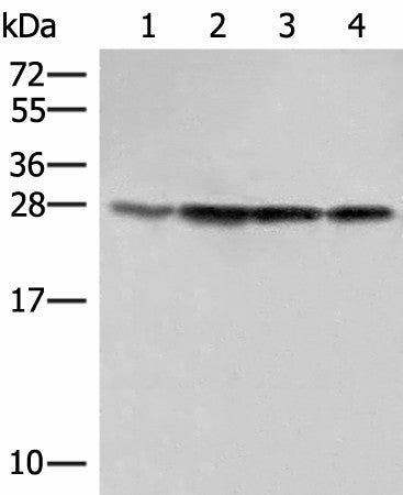 SEC22B Polyclonal Antibody – Figure 1 of 4