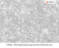 GFP Stably Expressing Human PC3-M Cell Line | Applied Biological Materials (abm)