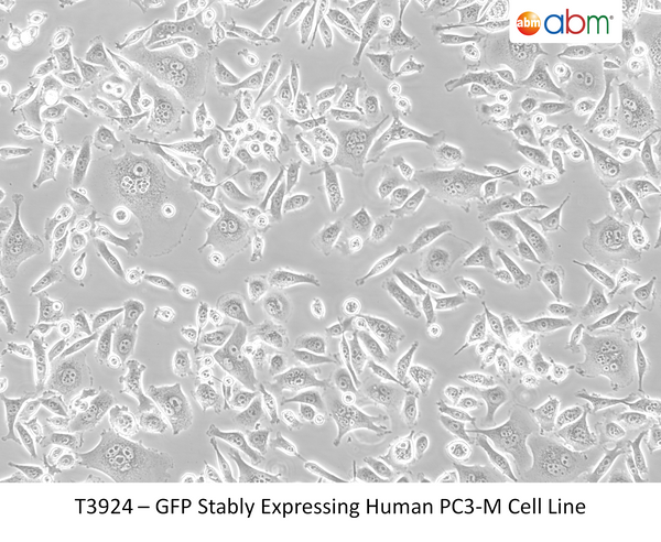 GFP Stably Expressing Human PC3-M Cell Line | Applied Biological Materials (abm)