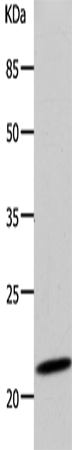 DUT Polyclonal Antibody – Figure 1 of 3