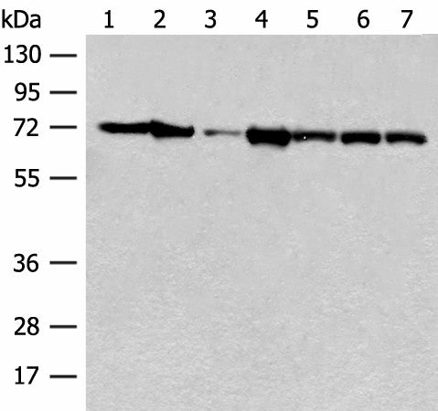 HSPA2 Polyclonal Antibody – Figure 1 of 2