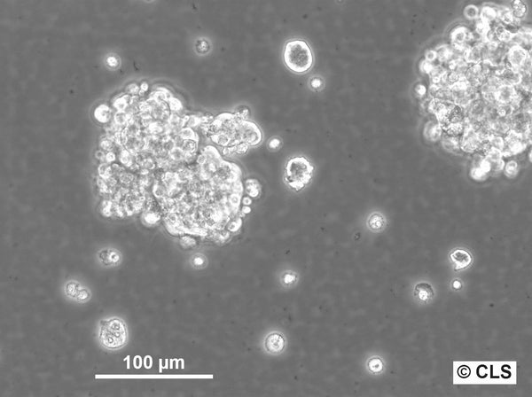NCH421K cell