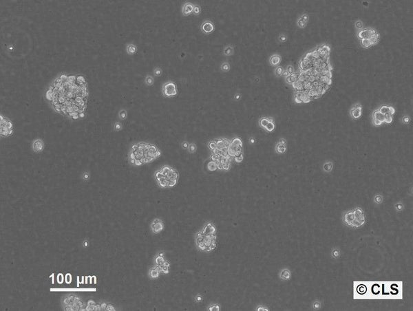 NCH644 cell