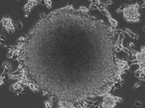 NCH690 cell