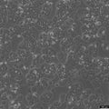 NCI-H1437 cell