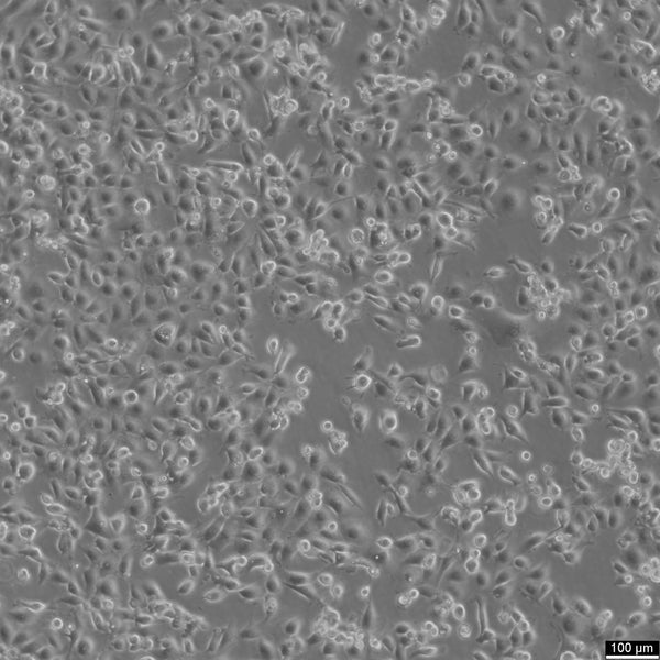 NCI-H226 cell