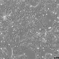 NCI-H441 cell