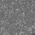 NCI-H460 cell