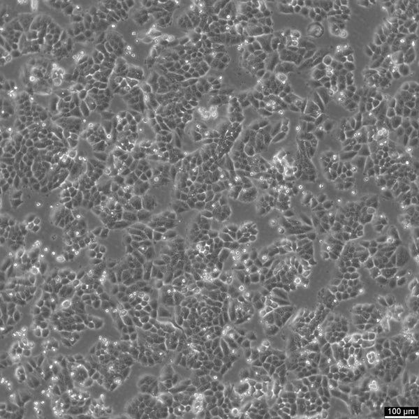 NCI-H460 cell