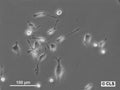 NCTC clone 1469 cell