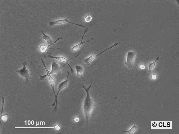 NCTC clone 1469 cell