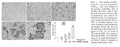 NF-κB Luciferase Stable RAW264.7 Cell Line | Applied Biological Materials (abm)