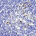 CD169 Polyclonal Antibody – Figure 1 of 3
