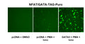NFAT/GATA Reporter Lentivirus – Figure 1