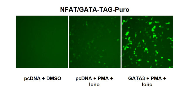 NFAT/GATA Reporter Lentivirus – Figure 1
