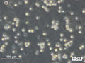NFS-60 cell
