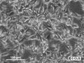 NIH-3T3-ras cell