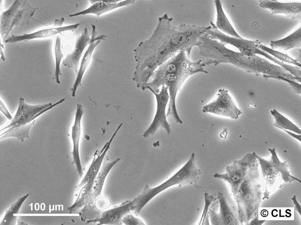 NIS-G cell
