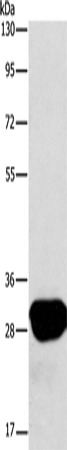 LXN Polyclonal Antibody – Figure 1 of 2