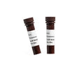 Phospho-4E-BP1 (T70) Polyclonal Antibody – Figure 1 of 1