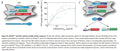 Dual Notch1-YFP and Inducible Delta-mCherry Reporter CHO-K1 (hN1) Cell Line | Applied Biological Materials (abm)
