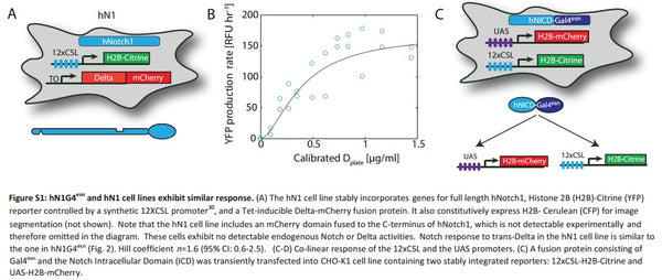 Dual Notch1-YFP and Inducible Delta-mCherry Reporter CHO-K1 (hN1) Cell Line | Applied Biological Materials (abm)