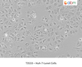 Huh-7-Lunet Cells | Applied Biological Materials (abm)