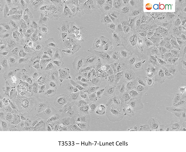 Huh-7-Lunet Cells | Applied Biological Materials (abm)