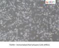 Immortalized Rat Schwann Cells (IFRS1) – Figure 1 of 1