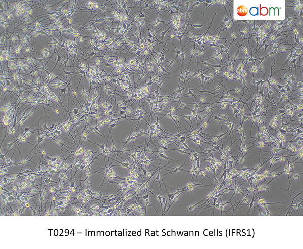 Immortalized Rat Schwann Cells (IFRS1) – Figure 1 of 1