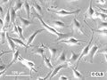 NRK-49F cell