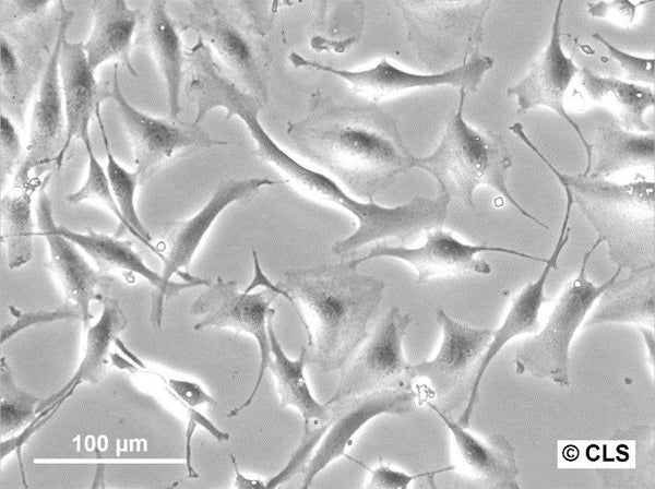 NRK-49F cell